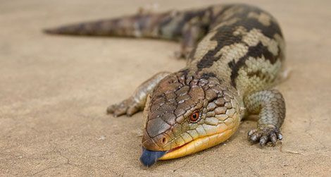 The bluetongue skink. Note the blue tongue.