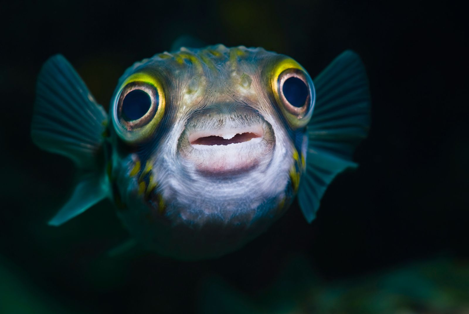 It's Official: Fish Feel Pain | Science|
 Smithsonian Magazine