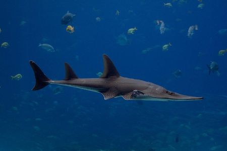 Giant guitarfish (Rhynchobatus djiddensis)
