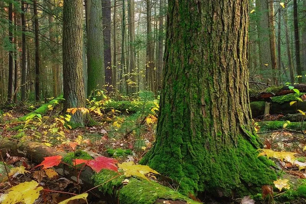 Old Growth