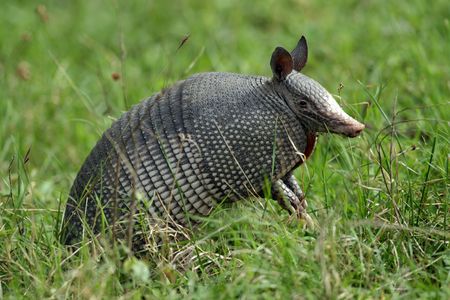 A nine-banded armadillo. 
 
