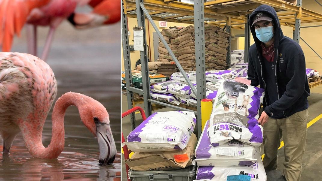 A flamingo (left) and a Zoo commissary worker lifting a bag of dry food in a warehouse (right)