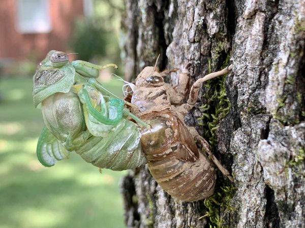 Green Cicada molting in Northern Mississippi thumbnail