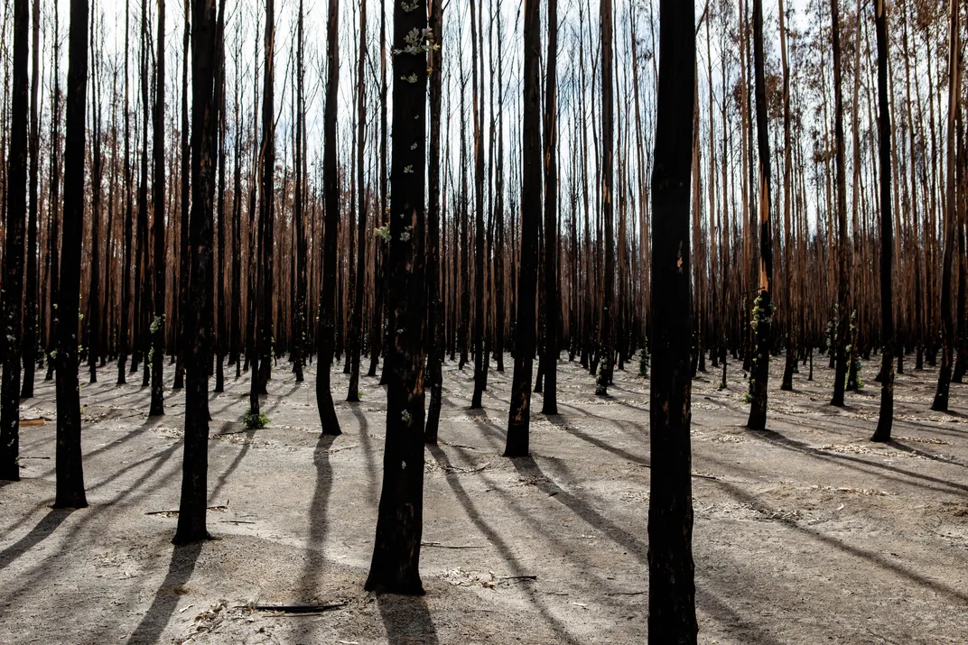  Charred eucalyptus trees sport green epicormic growth— shoots emerging from cracks in the bark to give the trees another chance at life.