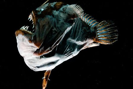 The comparatively massive female anglerfish (Melanocetus johnsonii) with her tiny mate permanently fused to her belly.