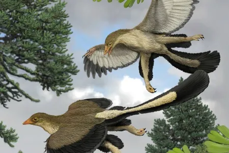Archaeopteryx had a wing that was different from that of modern birds, and, as seen here, might have been a glider more than a powered flyer.