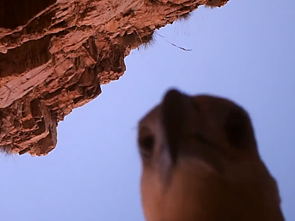 Camera on Eagle