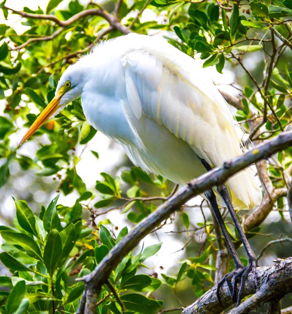Snowy Egret atop branches. thumbnail