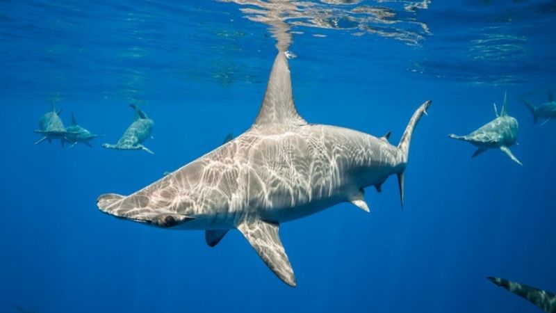 Hammerhead Sharks Can 'Hold Their Breath,' A First for Fish, Smart News