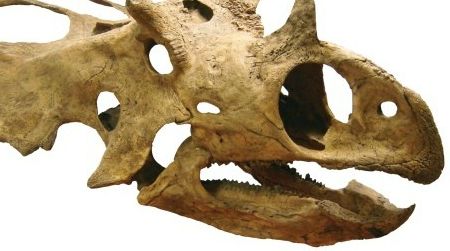The skull of Utahceratops, one of the unusual dinosaurs from southern Utah