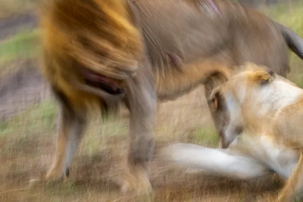 The Roar After the Moment thumbnail