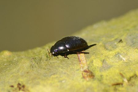 In total, there are 3,200 species of water scavenger beetles belonging to the family Hydrophilidae. These beetles have previously been known to use tiny hairs lining their abdomens and legs to trap air bubbles.
