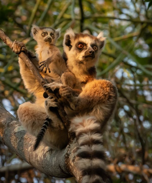 Alert Ring-tailed lemur thumbnail
