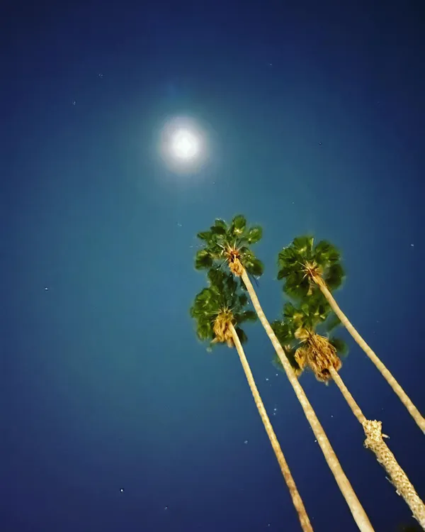 Moonrise Above the Palms thumbnail