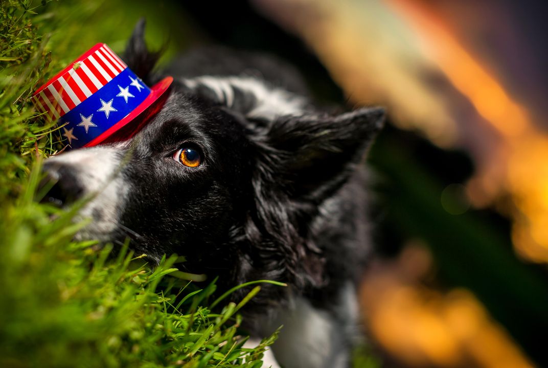 Why Fireworks Scare Some Dogs but Not Others | Science| Smithsonian Magazine