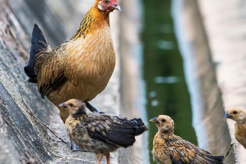 Red Junglefowl