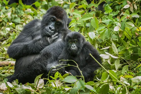 The eastern lowland gorilla saw an estimated 80 percent decline in the Democratic Republic of the Congo&rsquo;s Kahuzi-Biega National Park between 1994 and 2019.&nbsp;