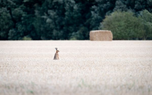 Hare sitting in a field. thumbnail