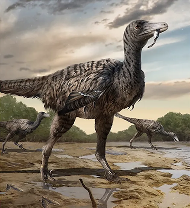 an artist's illustration of a large raptor walking in a muddy area, its middle toes held aloft, with two other raptors behind it