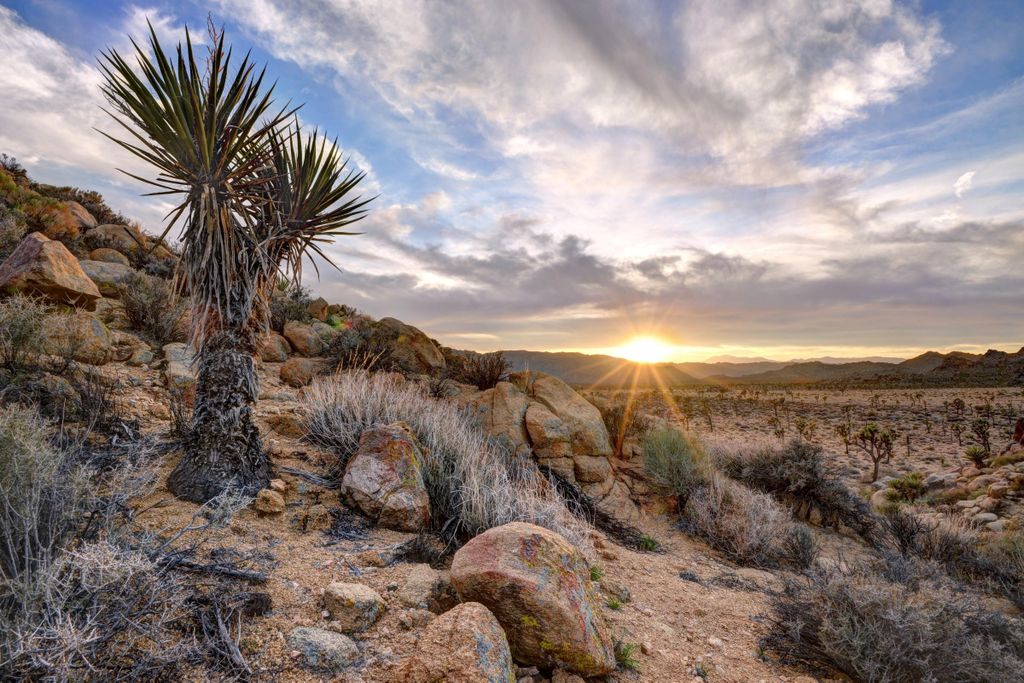 Joshua Tree