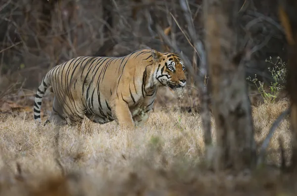 Scarred but undefeated thumbnail