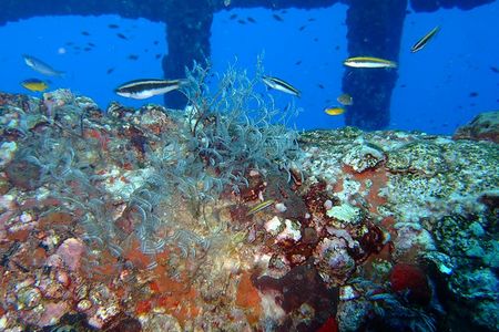 A reef ecosystem grows on an oil rig in the Gulf of Mexico.