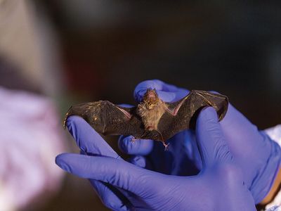 In Myanmar, a scientist with Smithsonian’s Global Health Program examines the world’s smallest mammal, a bumblebee bat.