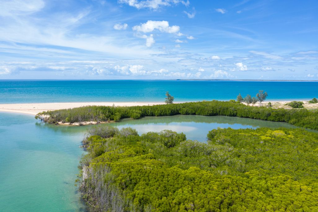 Mangroves