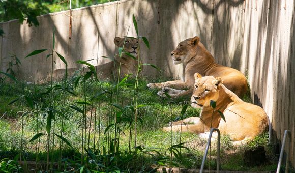 Three female African lions rest in the sun and shade in a grassy area along a wood-panel fence