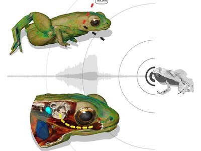 Most sound (99.9 percent) bounces off the frog, but the mouth captures and amplifies key vibrations needed for the frogs to pick up on one another’s croaks.=