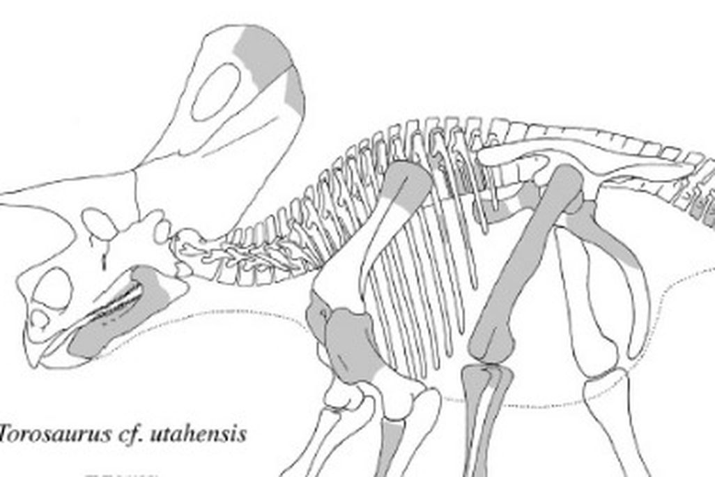 Torosaurus utahensis