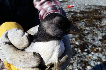 A volunteer helps redirect a stranded seabird.
