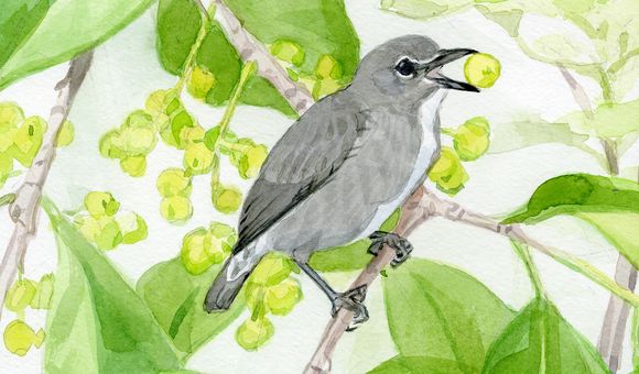 The spectacled flowerpecker has been spotted eating mistletoe, a parasitic plant that grows high in Borneo’s forest canopy. The distinctive white markings around the eyes earned these birds their common name. (John Anderton) 