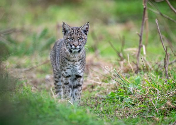 A bobcat roams the grasslands looking for food. thumbnail