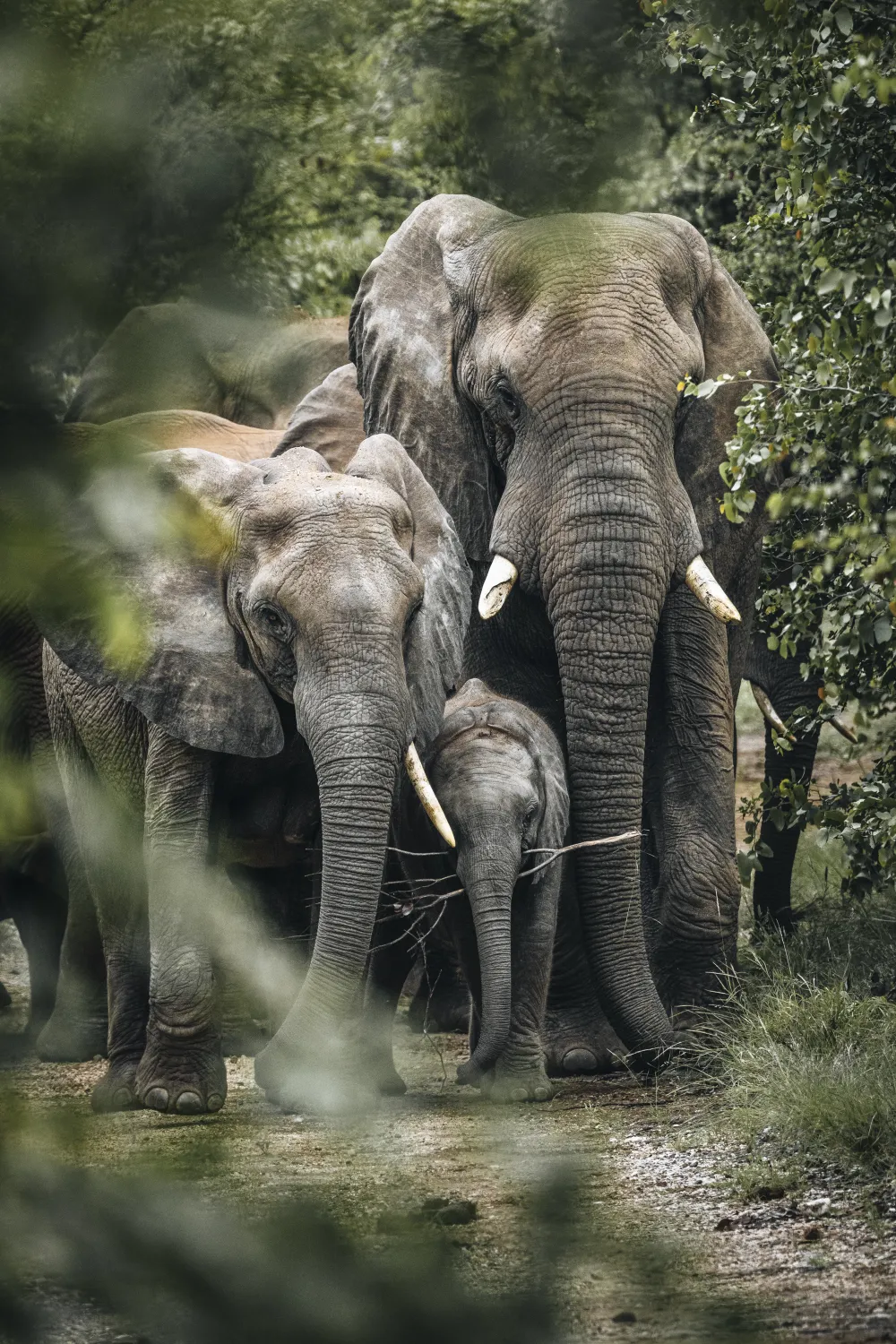 A baby elephant not yet aware of the dangers lurking in its world playfully carries a branch around.  While the baby might not be aware the family is. And the matriarch stands close by and keeps a watchful eye out.