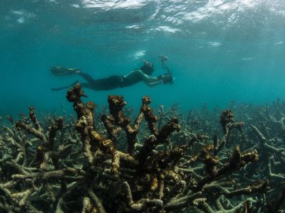 A diver documents dead coral in the Great Barrier Reef near Lizard Island in May 2016 after a bleaching event.