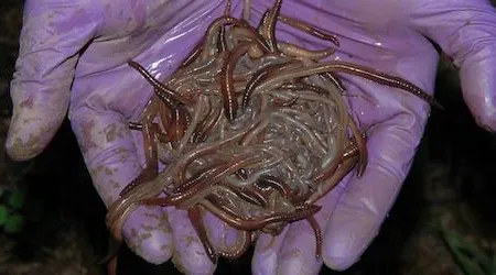 Earthworms may play a crucial role in helping plants defend themselves from being devoured by slugs.