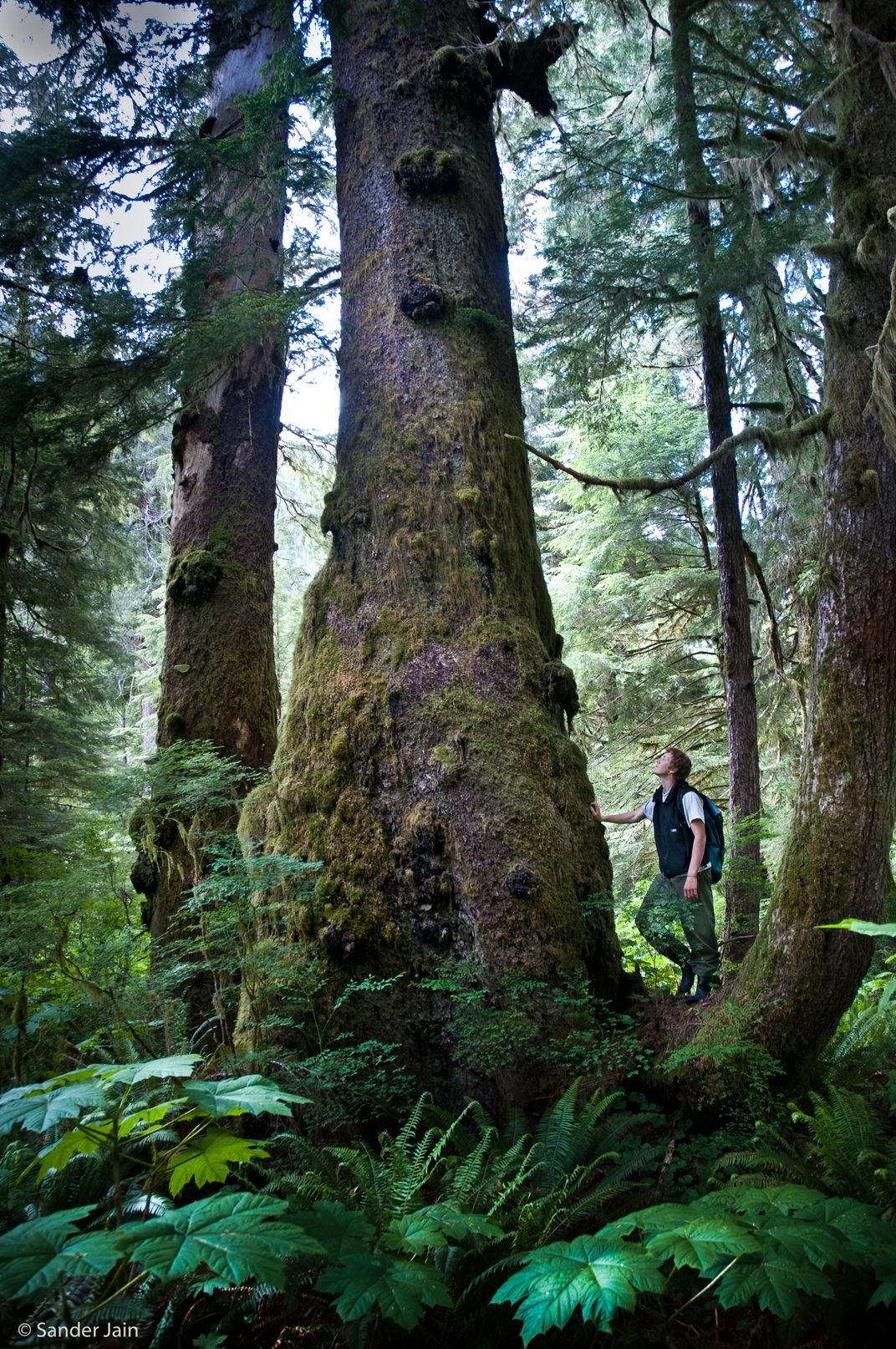 Spruce Tree, Sydney Valley Wilderness in Clayoquot Sound UNESCO ...
