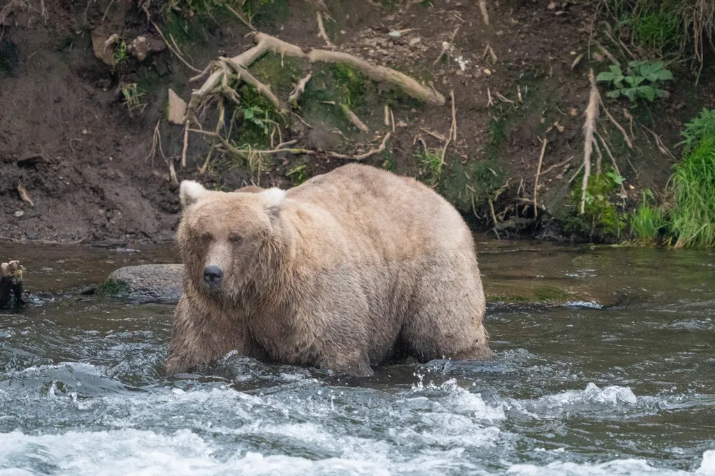 A fat bear
