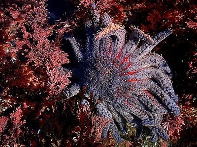 Between 2013 and 2017, 90 percent of the sunflower sea star population was wiped out from a disease called&nbsp;Sea Star Wasting Syndrome.