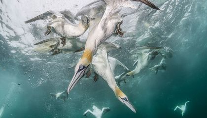 View 11 Breathtaking Images From the BigPicture Photography Competition