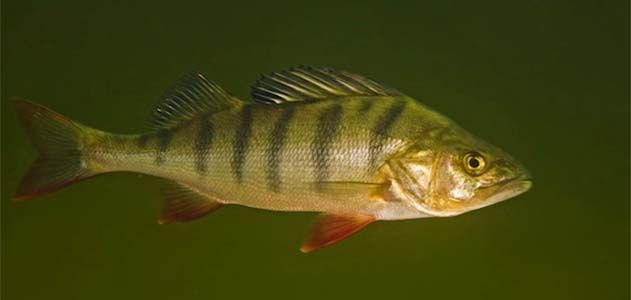 wild perch