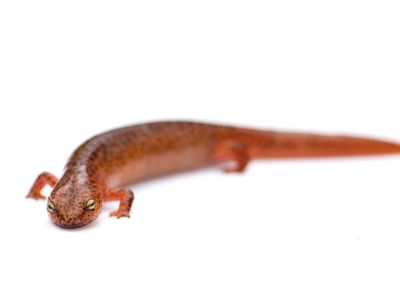 U.S. species, like this red salamander, may be at risk as a new form of deadly amphibian fungus spreads.