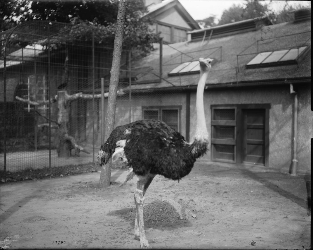 A black-and-white image from 1900 of an ostrich at the National Zoo