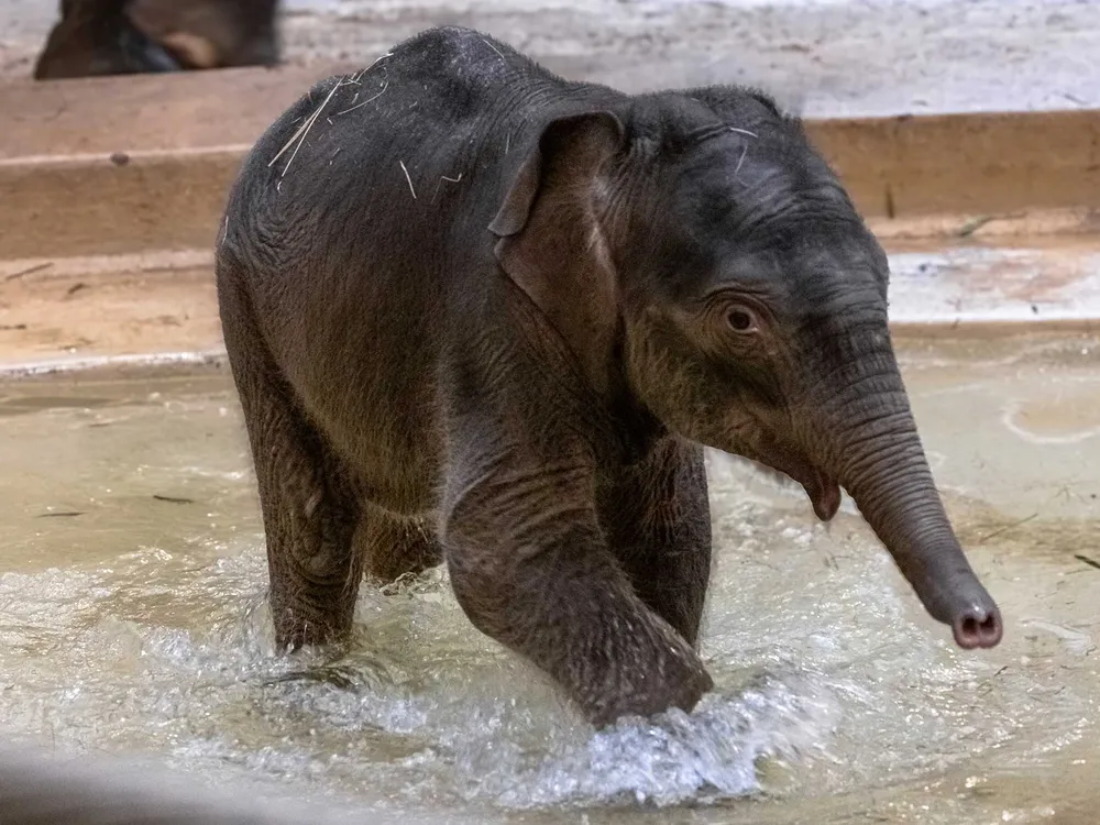 a baby elephant splashing in shallow water