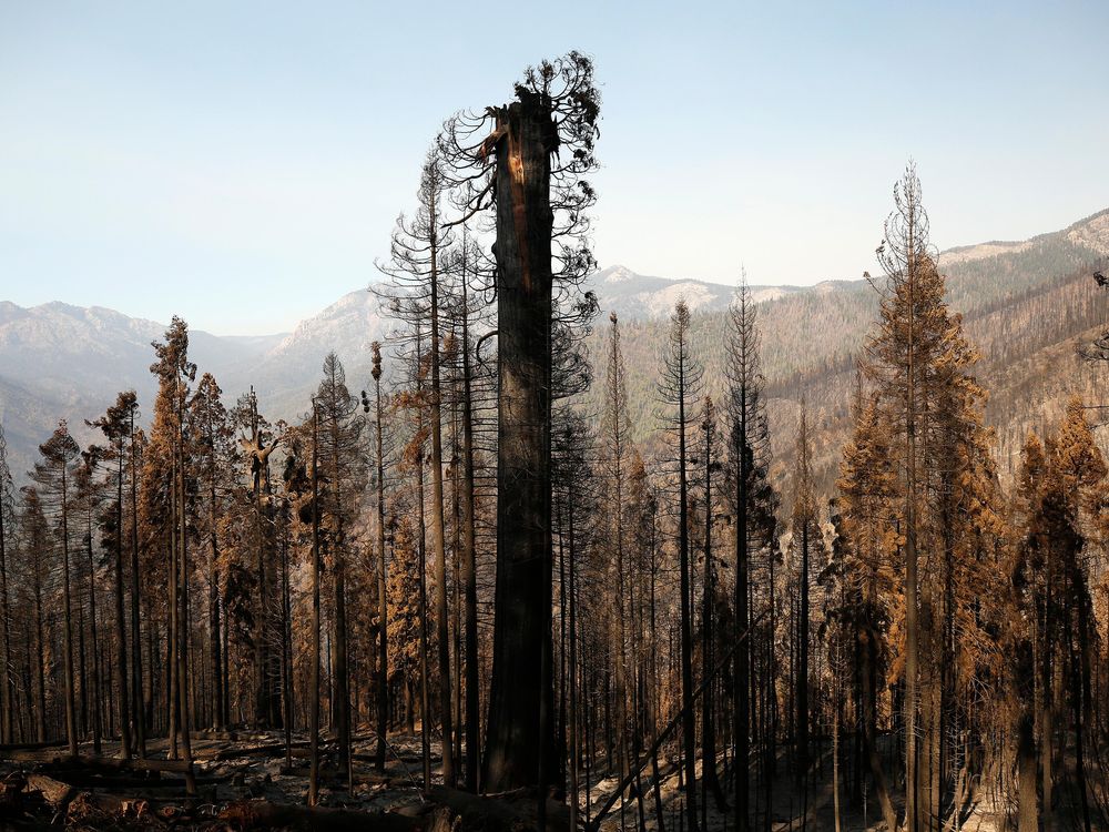 One giant Sequoia was decapitated (pictured center), the upper trunk and branches strewn at its base in a tangled heap in the 530 acres of the privately owned Alder Creek grove