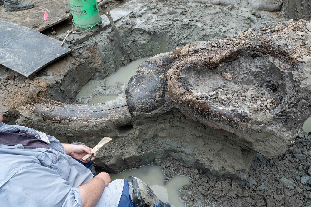 A muddy area with a mastodon skull sticking out of the ground and a person's body nearby
