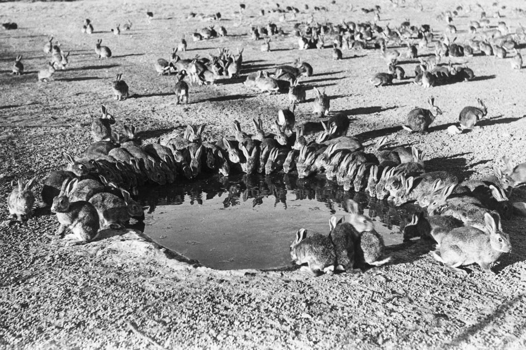 Dozens of rabbits gathered around a water hole circa 1940 in Australia