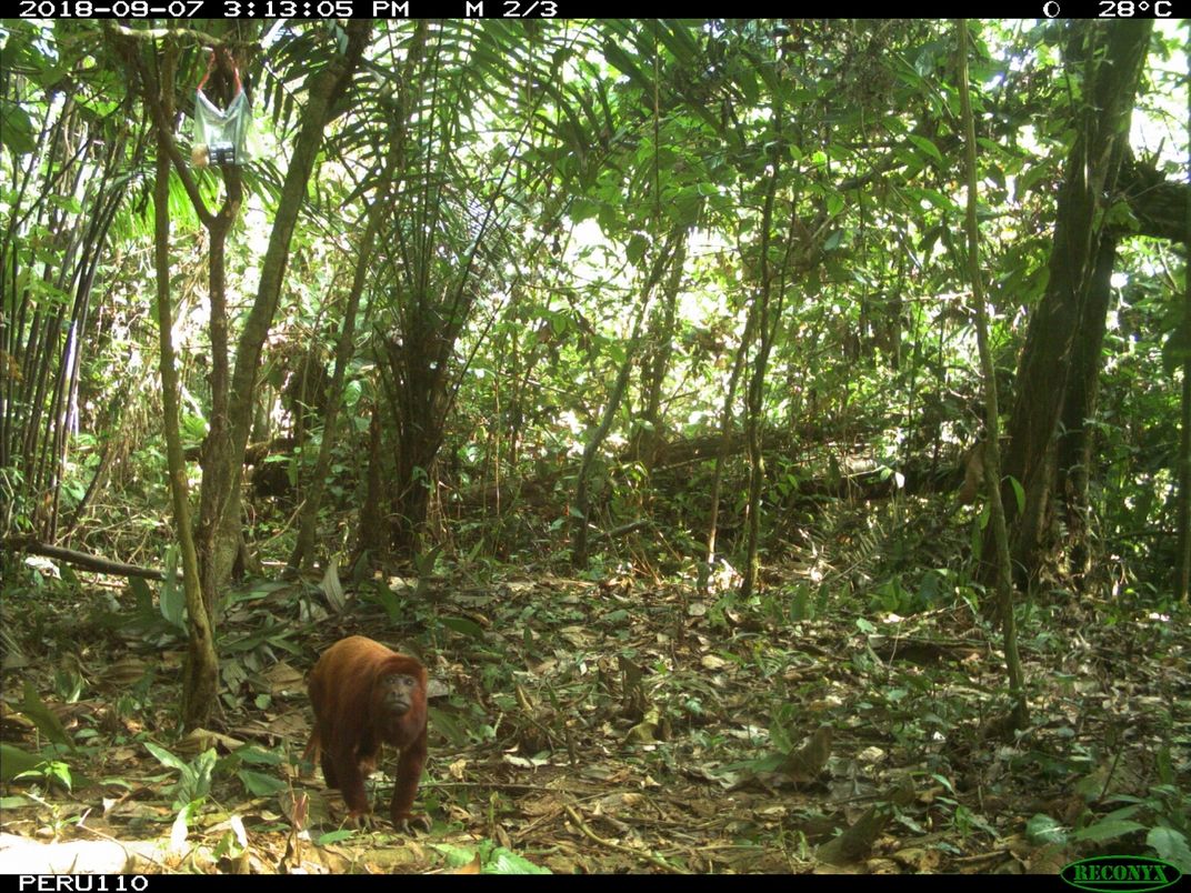 Howler monkey walking on the ground