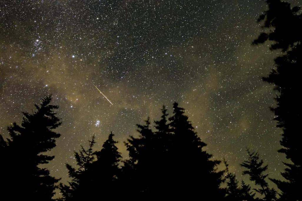 Dark evergreen trees illuminated by starlight and a shooting star